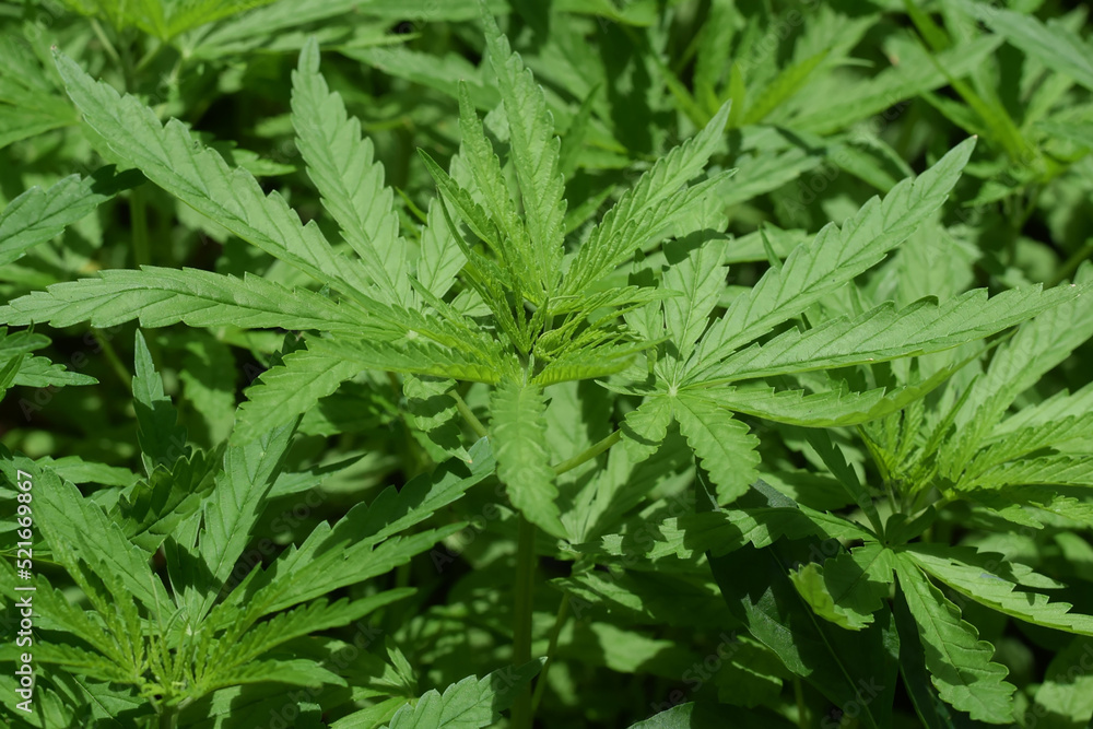 close up of marijuana leaf close up of marijuana leaf