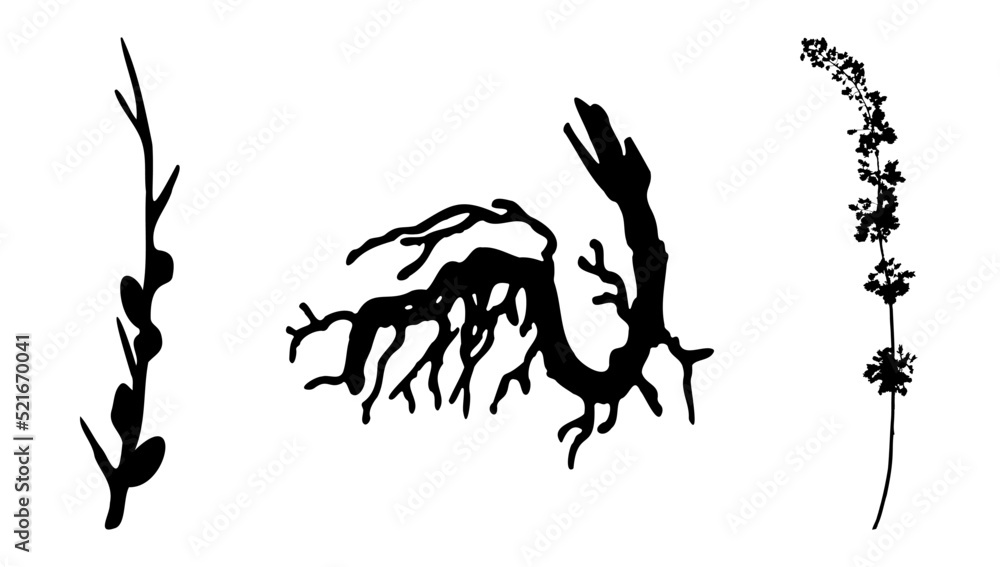 Collection of plants, flowers and herbs. Black silhouettes of plants. Botanical patterns. Collection of plants, flowers and herbs. Black silhouettes of plants. Botanical patterns.