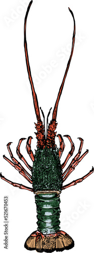 the vector illustration of the crayfish