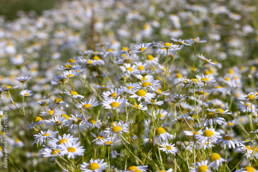 White daisies in the summer in the field