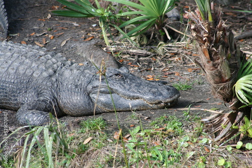 American Alligator (Alligator mississipiensis) at a local zoo