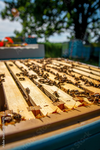Bees sit on frames with honeycombs. Beehives in an apiary