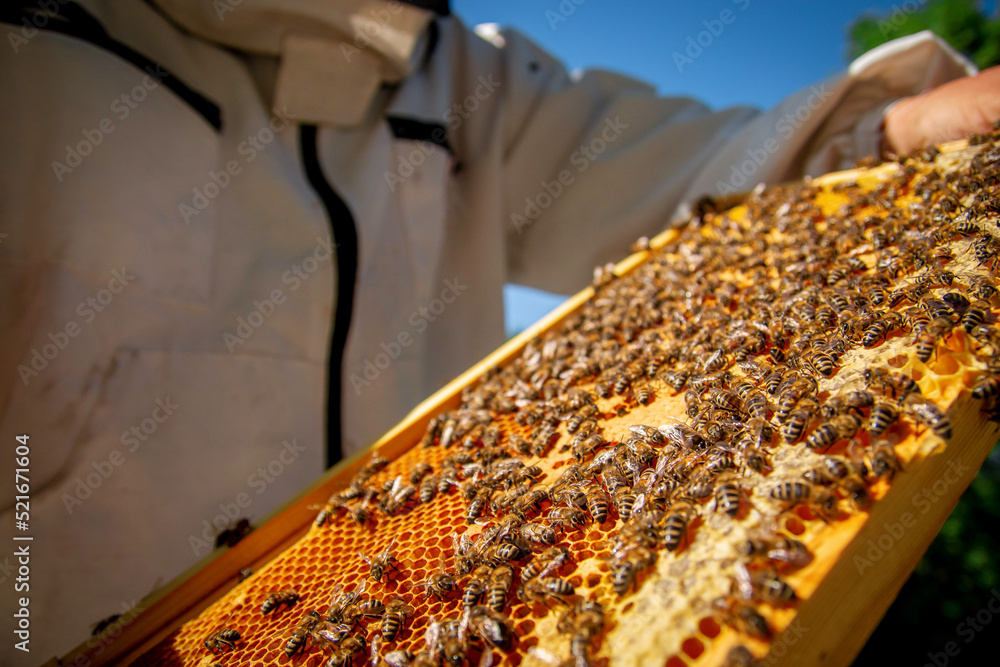 A beekeeper at an apiary holding a frame with honey and bees