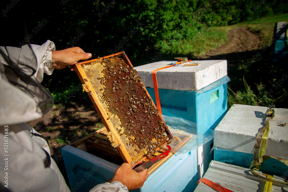 The beekeeper at the apiary checks the hives and takes care of the bees. Honey production in an apiary The beekeeper at the apiary checks the hives and takes care of the bees. Honey production in an apiary