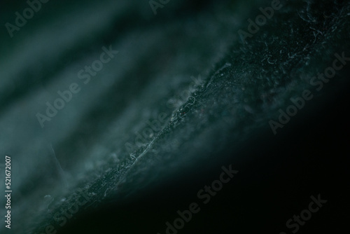 a green leaf closeup, wallpaper