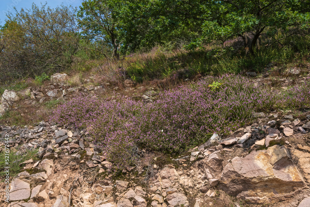 View of the blooming heath landscape near Neu Bamberg/Germany in Rheinhessen View of the blooming heath landscape near Neu Bamberg/Germany in Rheinhessen