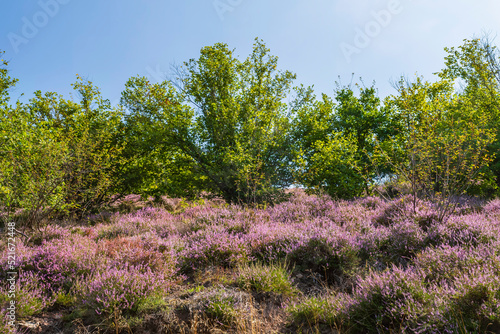 View of the blooming heath landscape near Neu Bamberg/Germany in Rheinhessen