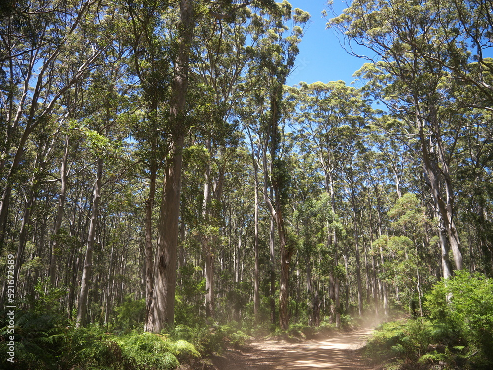 Obraz premium Karri Forest Western Australia