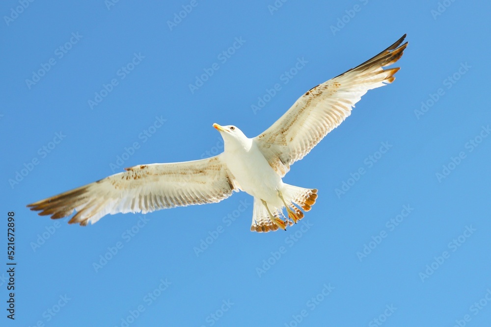 Fototapeta premium Seagull soaring against the blue sky
