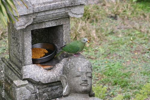 Black-chinned fruit dove (Ptilinopus leclancheri leclancheri) at a local zoo photo