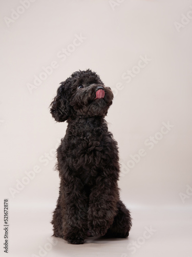 black small poodle on a beige background. curly dog in photo studio. Maltese, poodle