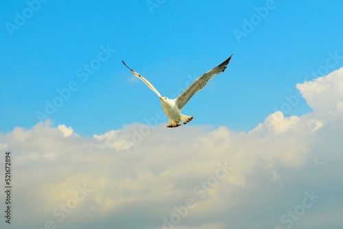 Seagull soaring against the blue sky