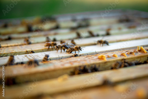 Bees sit on frames with honeycombs. Beehives in an apiary © Александр Гаврилычев