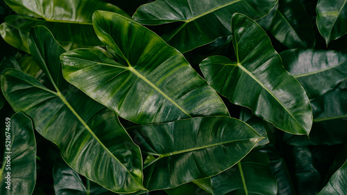 closeup of tropical leaf background