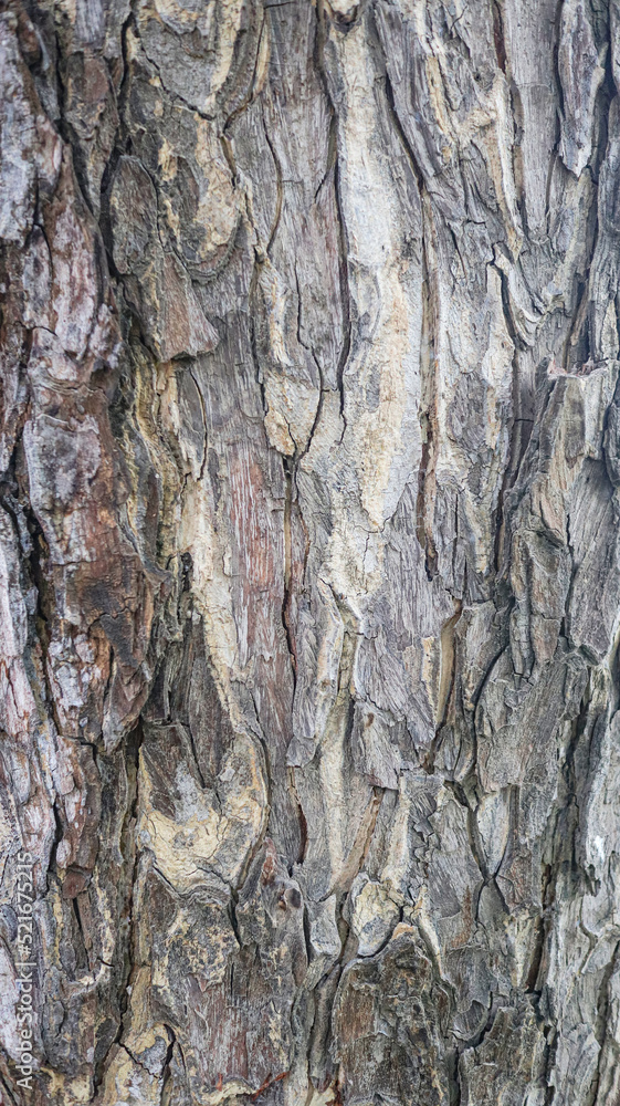 Obraz premium Texture of gray tree bark