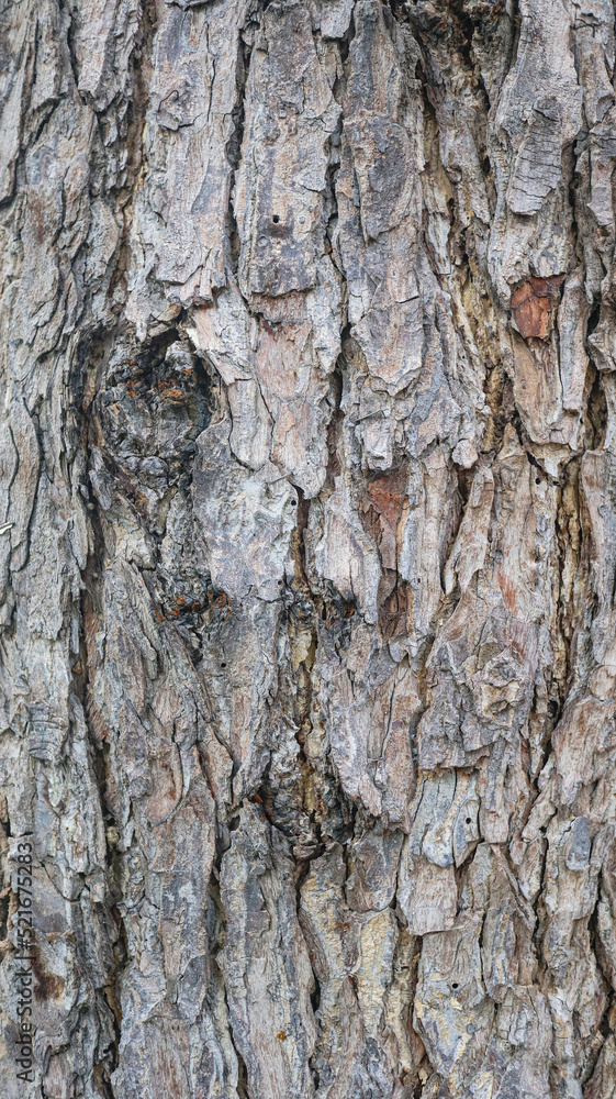 Obraz premium Texture of gray tree bark