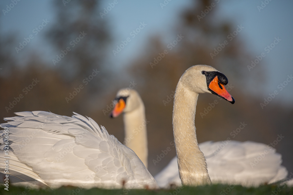 Fototapeta premium Close up of two swans looking in different directions