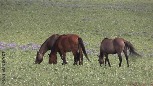 Wallpaper Mural Wild Horses in Summer in the Pryor Mountains Wild Horse Range Montana Torontodigital.ca