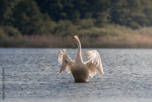 Whooper swan  Cygnus cygnus  swims in its living environment - the natural habitat of the Whooper swan  a pond with thickets  the swan feels good here  a natural and wild refuge of a large white bird