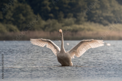 Whooper swan, Cygnus cygnus, swims in its living environment - the natural habitat of the Whooper swan, a pond with thickets, the swan feels good here, a natural and wild refuge of a large white bird