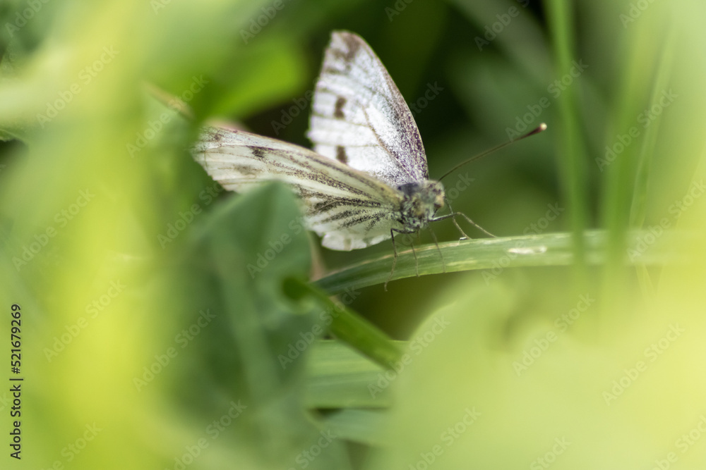 Beautiful butterfly in profile view macro with shiny blurred background bokeh in summer farm field shows its filigree wings with vibrant colors and camouflage insect hiding pollination in wild grass Beautiful butterfly in profile view macro with shiny blurred background bokeh in summer farm field shows its filigree wings with vibrant colors and camouflage insect hiding pollination in wild grass