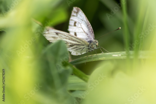 Beautiful butterfly in profile view macro with shiny blurred background bokeh in summer farm field shows its filigree wings with vibrant colors and camouflage insect hiding pollination in wild grass