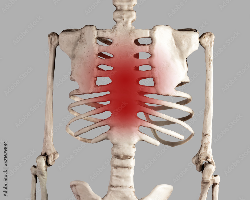 Skeleton with red point at breastbone. Chest and ribs pain