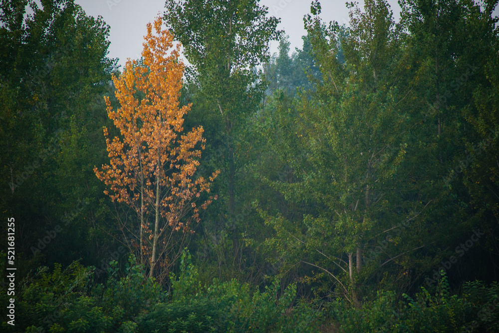 Obraz premium Dense forest with canopies of green trees and one colorful yellow canopie in autumn