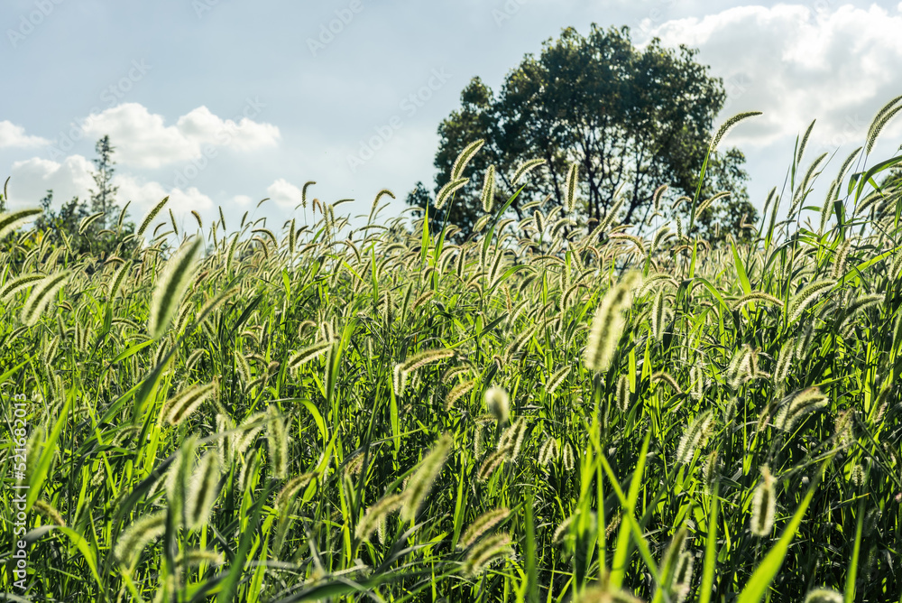 custom made wallpaper toronto digitalfield in the summer