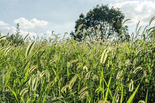 Wallpaper Mural field in the summer Torontodigital.ca