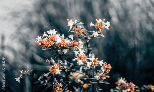 Wallpaper Mural Orange flowers in the morning Torontodigital.ca