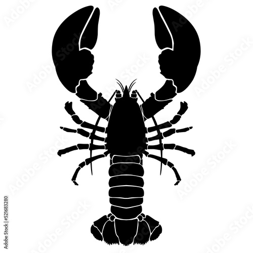 crayfish vector illustration. Vector illustrartion of lobster