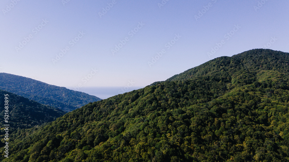The top of a forest and the sky. Forest and sky view from drone. A lush forest.
