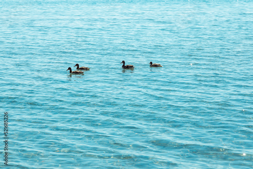 Mother duck with ducklings swimming in the lake on a sunny day