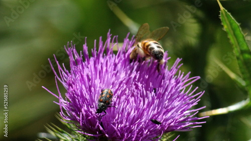Honey bee and a beetle on a Scotch thistle flower, in a field in Cotacachi, Ecuador