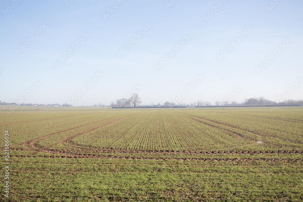 New seedlings growing in rows in farmers field with large landscape and trees on the horizon