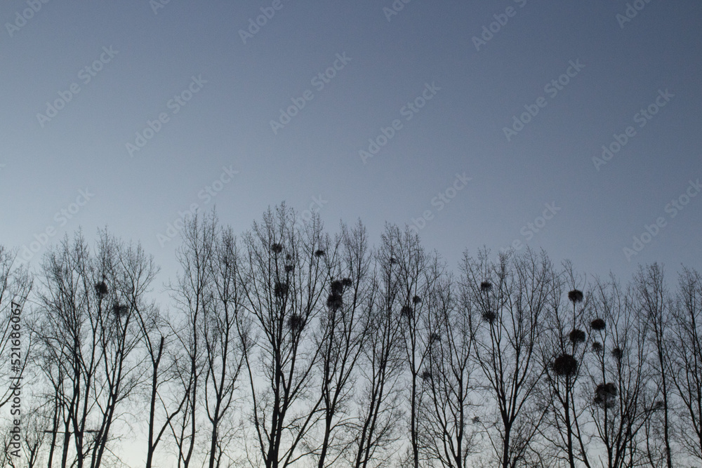 Obraz premium Silhouette of trees with mistletoe growing in bunches