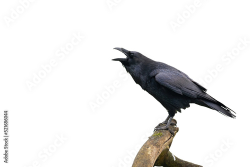 Common raven, corvus corax, calling on branch isolated on white background. Dark bird with open beak on bough with copy space. Black feathered animal screeching cut out on blank. photo