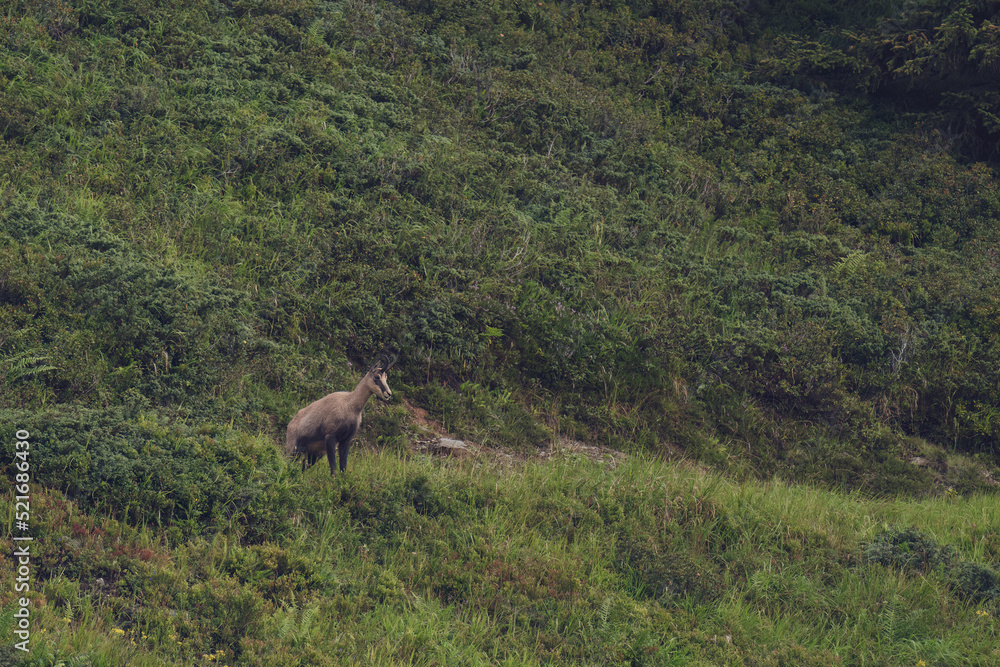 chamois buck, rupicapra rupicapra, on the mountains at a morning in summer chamois buck, rupicapra rupicapra, on the mountains at a morning in summer