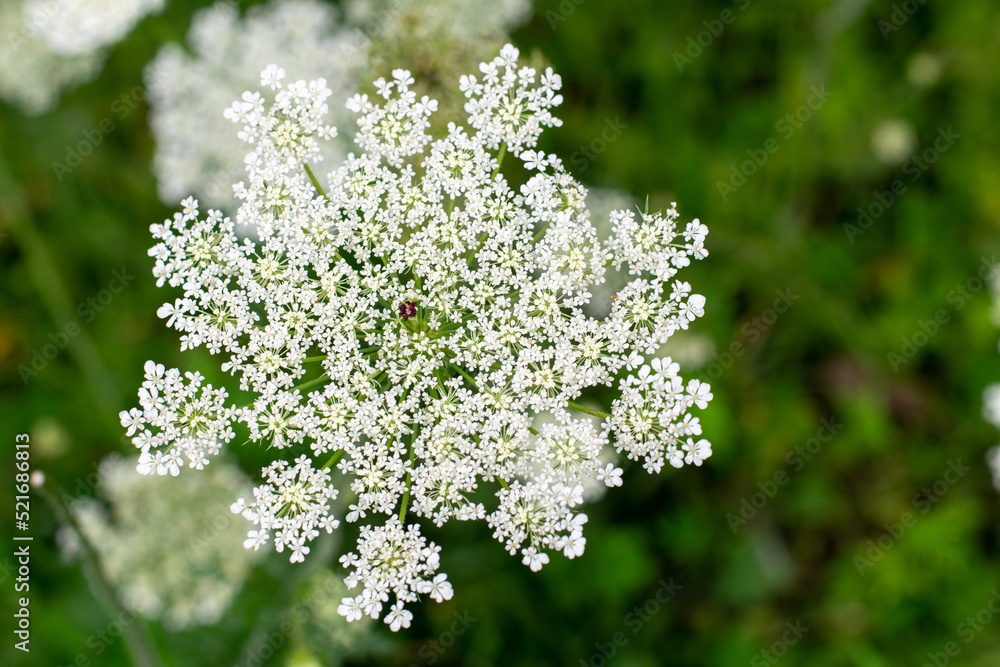 Carrot blossoms. white flowers. wild flowers. nutrition. eco-products in farm. Carrot blossoms. white flowers. wild flowers. nutrition. eco-products in farm.