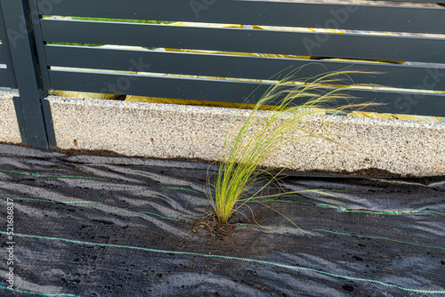 The plowed garden in front of the fence in the house, covered with black agrofiber, visible planted stipa. photo