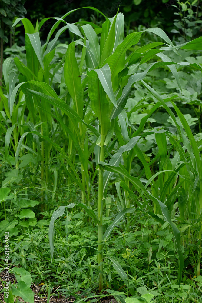 closeup the bunch young green ripe corncob plant growing in the farm soft focus natural green brown background. closeup the bunch young green ripe corncob plant growing in the farm soft focus natural green brown background.