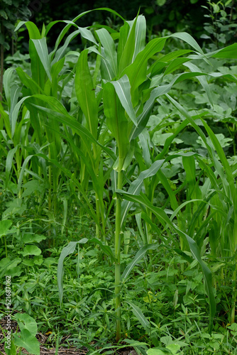 closeup the bunch young green ripe corncob plant growing in the farm soft focus natural green brown background.