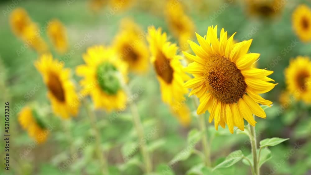 Blooming beautiful sunflowers swaying in the wind. Blossoming agricultural field in summer season. Blurred backdrop. Blooming beautiful sunflowers swaying in the wind. Blossoming agricultural field in summer season. Blurred backdrop.