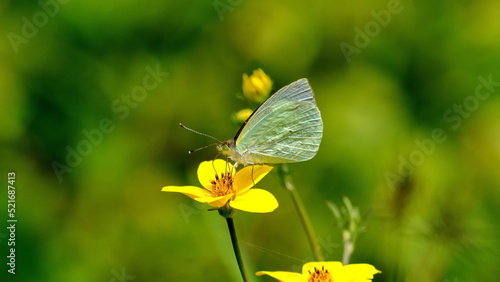 Cabbage butterfly on a yellow wildflower in a field in Cotacachi, Ecuador © Angela