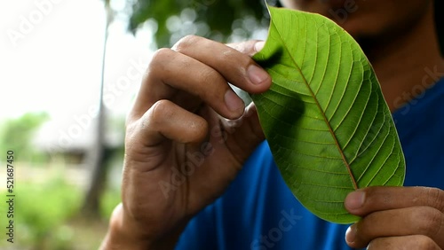 asain man eat Kratom leaf (Mitragyna speciosa) Mitragynine. Drugs and Narcotics.Kratom is Thai herbal which encourage health.