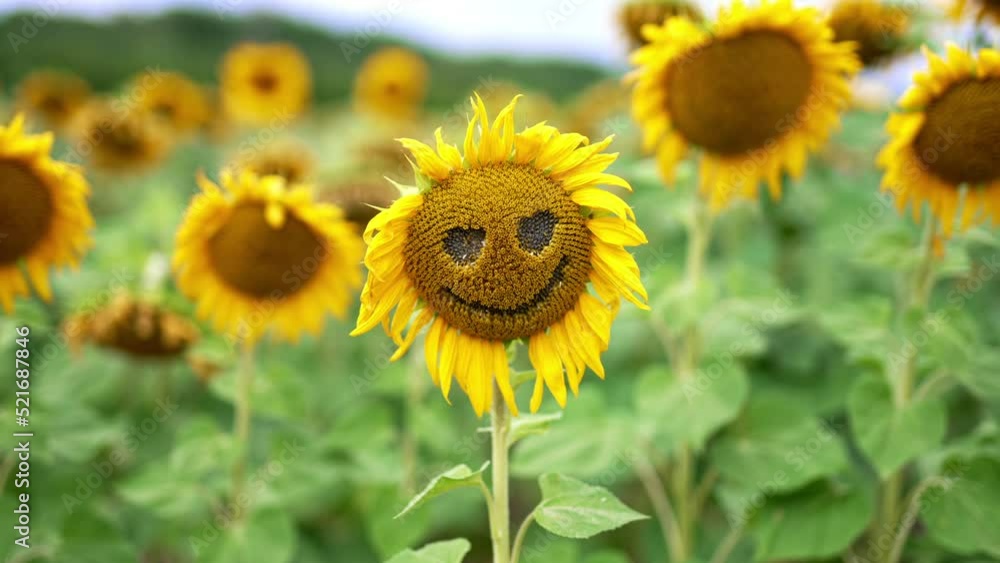 Scary face made from a sunflower with fading petals. Close up. Multiple flowers at backdrop in blur. Scary face made from a sunflower with fading petals. Close up. Multiple flowers at backdrop in blur.