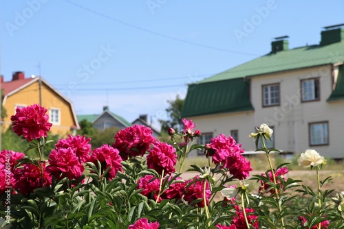 Beautiful red peonies in a peony park. Behind the flowers, there are colorful wooden detached houses.  © Tarja