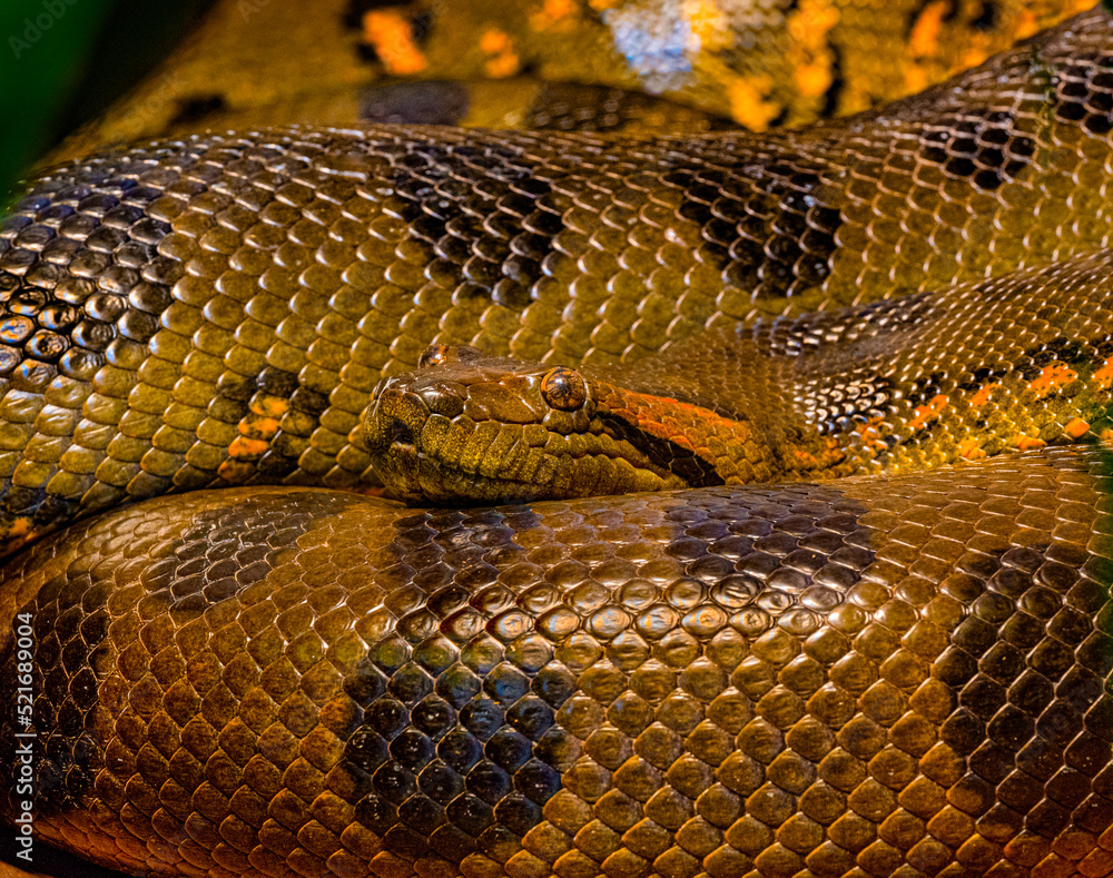 Green anaconda (Eunectes murinus), also known as the giant anaconda found in South America. Green anaconda (Eunectes murinus), also known as the giant anaconda found in South America.