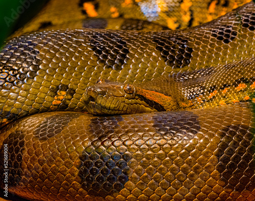 Green anaconda (Eunectes murinus), also known as the giant anaconda found in South America.